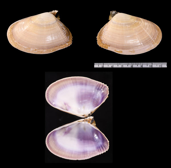 コガネナミノコ Donax serra small