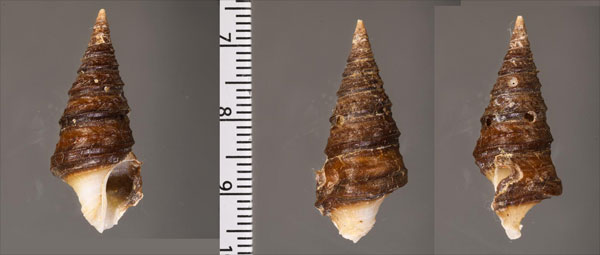 タテガミハラブトシャジク Turridrupa jubata small