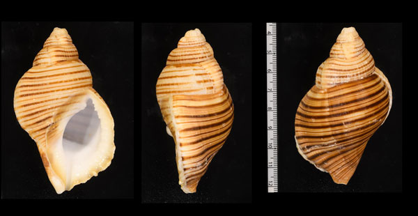 シマダンゴボラの一種 Argobuccinum pustulosum tumidum small