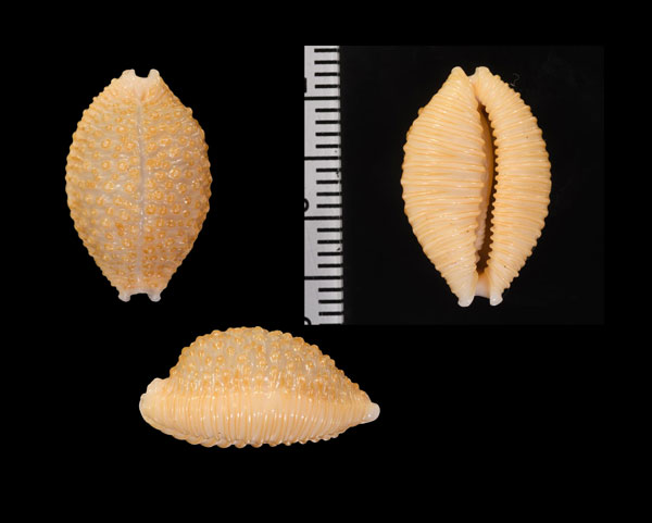 アフリカイボダカラ Staphylaea nucleus madagascariensis small