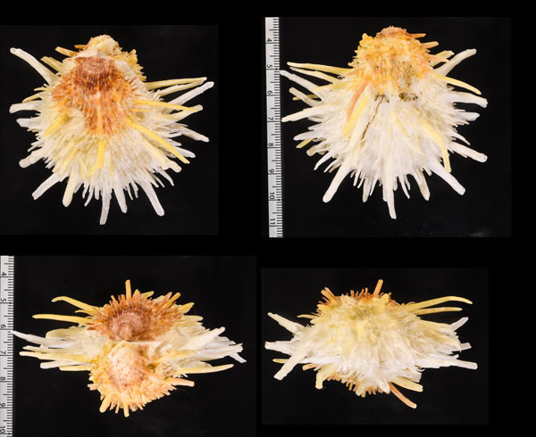 アメリカショウジョウ Spondylus americanus small