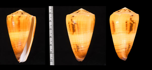 スジヒラマキイモ Conus ferrugineus small
