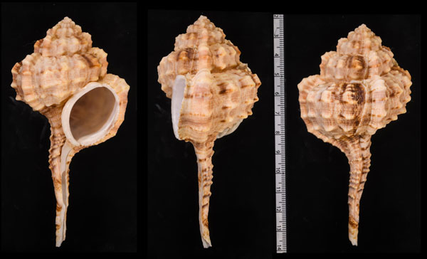 ニシキサツマツブリ Haustellum barbieri small
