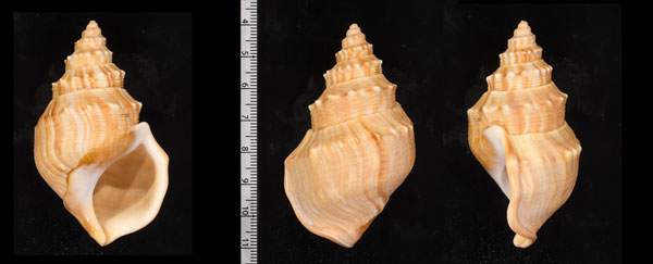 ダチョウボラ Struthiolaria papulosa small