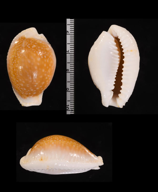 ハツユキダカラ東シナ海の型 Erosaria millaris var. magistra small