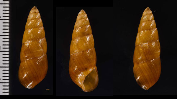 ボカージュタケノコ (仮称) Bocageia clava small