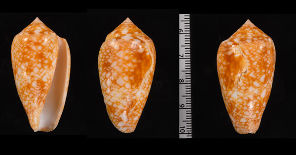 シルベントタガヤサンミナシ (仮称) Conus textile sirventi var. small