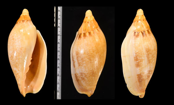 シボリメロンボラ Ericusa papillosa small