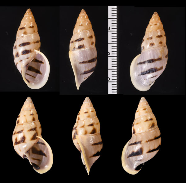 ヨコジマカスリミカンマイマイ (仮称) Drymaeus geometricus small