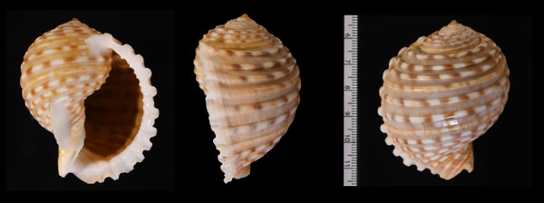ウズラミヤシロモドキ Tonna tessellata small