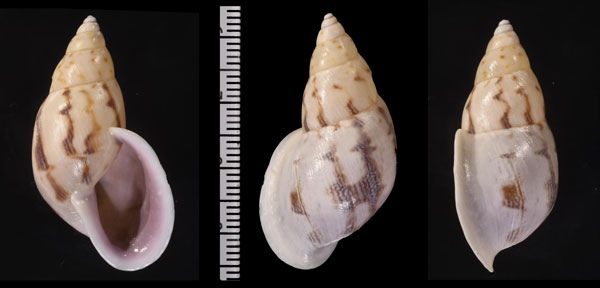 クリイロヒロクチミカンマイマイ (仮称) Drymaeus spadiceus small