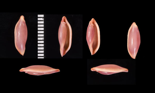 セネガルツグチ Simnia senegalensis small