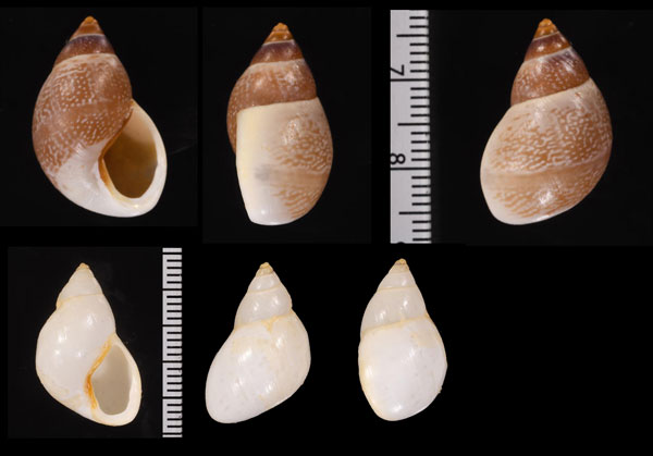 ソコマルミカンマイマイ 仮称 Drymaeus subsemiclausus small