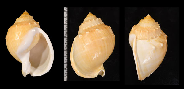 ナンバンカブトウラシマ 南蛮兜浦島 Echinophoria wyvillei small