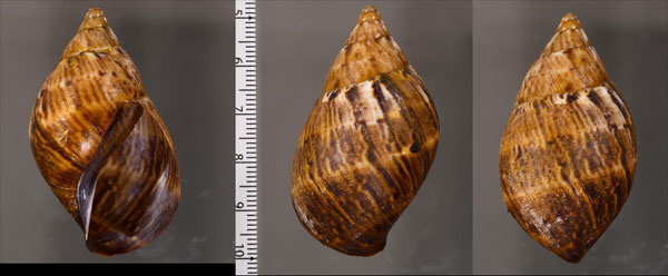 デニスンムラサキマイマイ (仮称) Porphyrobaphe dennisoni small