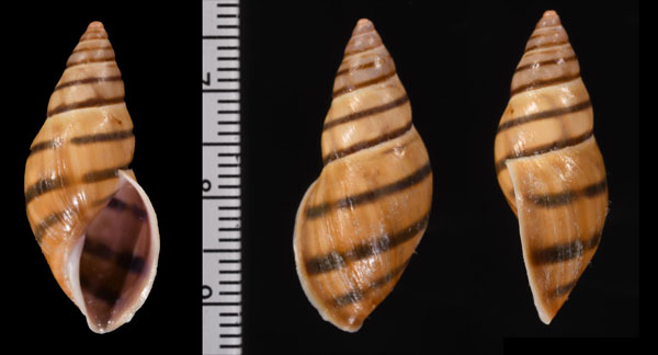 ムラミカンマイマイ （仮称） Drymaeus murrinus small