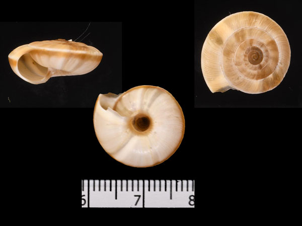 ヒダリマキマイマイの仲間 中国 Laeocathaica stenochone small