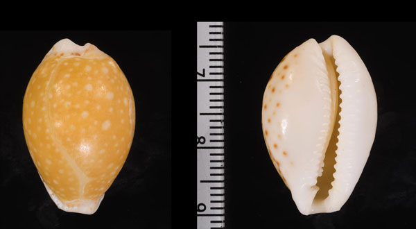オガサワラウミナシジダカラ Naria cernica ogasawarensis small