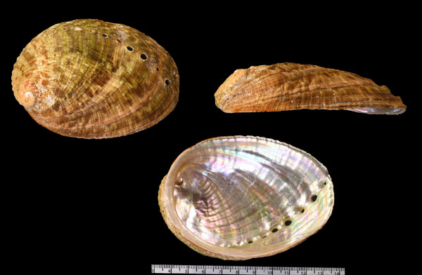 アラボリセイヨウトコブシ (仮称) Haliotis tuberculata coccinea small