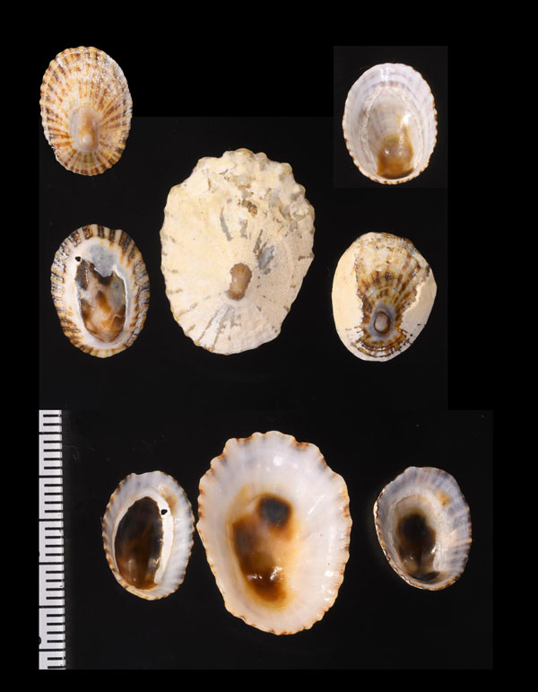 アファンカサガイ (仮称) Scutellastra aphanes small