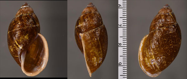 マビレナツメマイマイ (仮称) Plekocheilus mabillei small