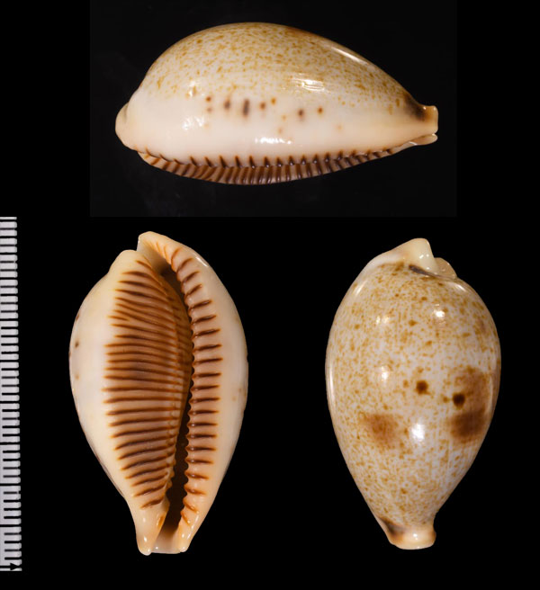 コガタイチジクダカラ 小型無花果宝 Ficadusta pulchella novaebritanniae small