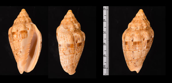 ホソガクフボラ Voluta demarcoi small