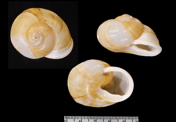 トーレアツクチマイマイ (仮称) Zachrysia torrei small