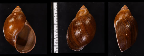 クリイロナツメマイマイ (仮称) Plekocheilus castaneus small