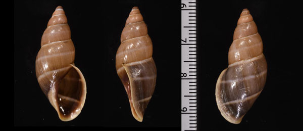 クリソメラミカンマイマイ近似 未詳 Drymaeus chrysomelas aff. small