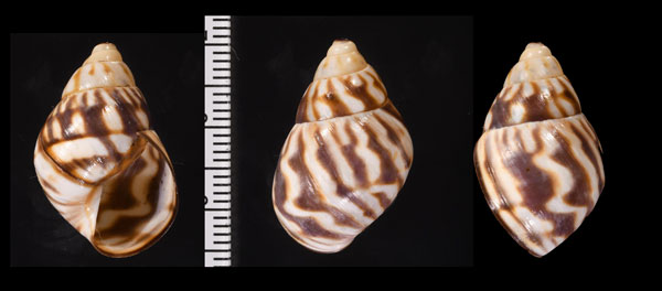 コガタブラジルサラサマイマイ (仮称) Orthalicus prototypus small