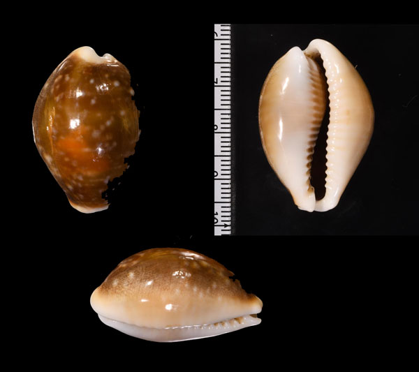 ゴウシュウホシキヌタ (仮称) Lyncina vitellus vitellus orcina small