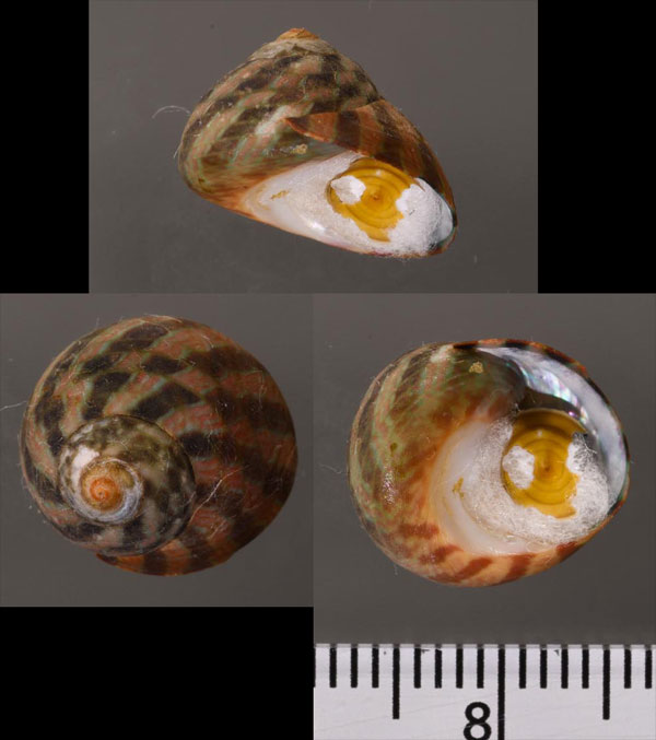 ヒラナンアメクラ (仮称) Oxystele tabularis small