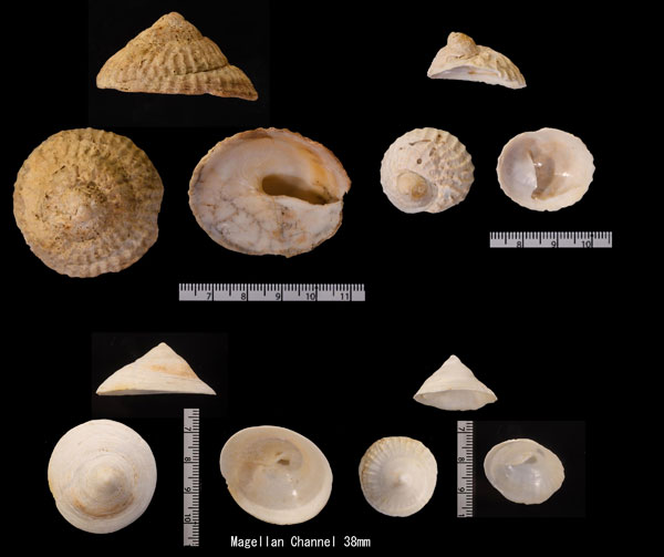 メリケンカリバカサ Trochita trochiformis small
