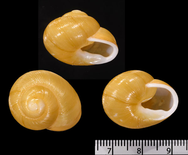 キンイロアツクチマイマイ Zachrysia auricoma auricoma small