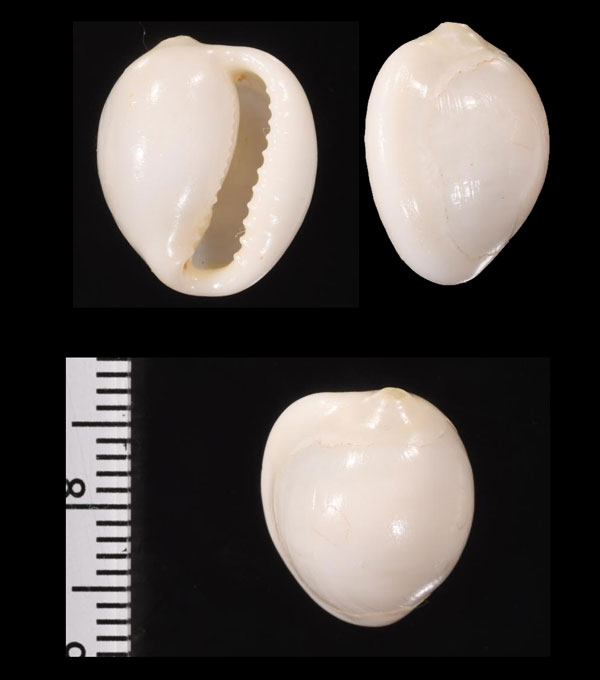 カーニャシラタマ (仮称) Triviella khanya small