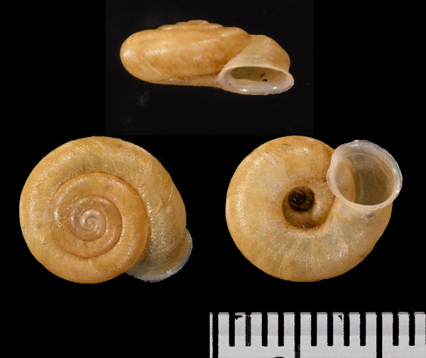 ジェシーギャップマイマイ (仮称) Semotrachia jessieana small