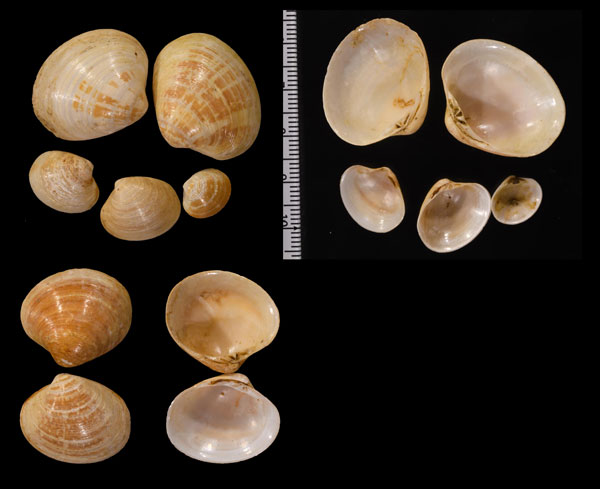 ヘブライハマグリ (仮称) Pitar hebraeus small