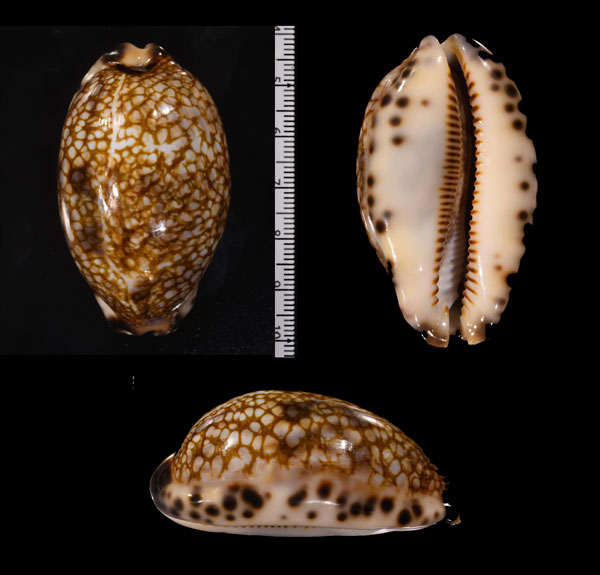 ニセヤクシマダカラの一型 Mauritia histrio elongata small