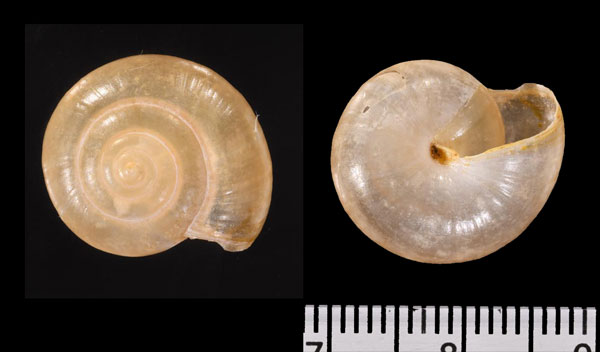 セラトデベッコウマイマイ (仮称) Pseudhelicarion ceratodes small