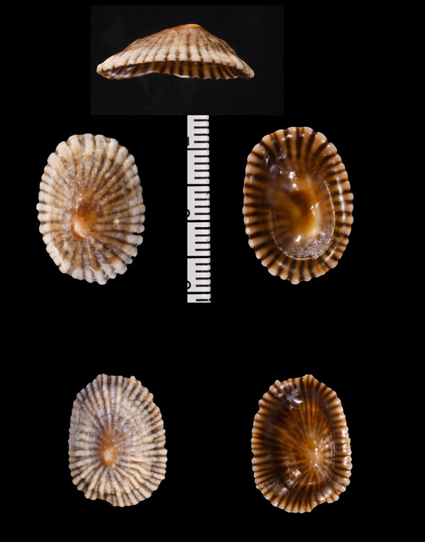 ツボミカラマツ Siphonaria oculus small