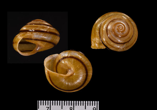 コウトウショマイマイ 紅頭嶼蝸牛 Pancala batanica boteltobagoensis small