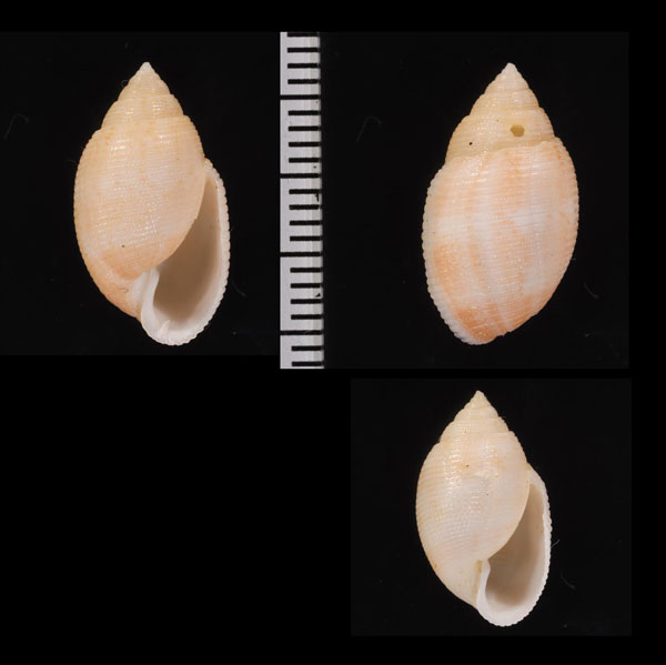 アカフキジビキガイ Maxacteon flammeus small