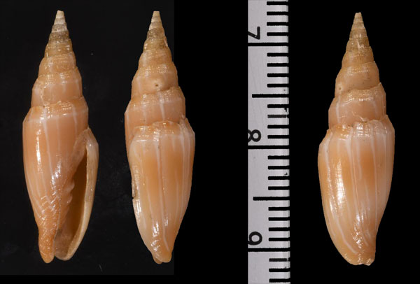 ツヤヤナギシボリフデ (仮称) Ziba carinata small