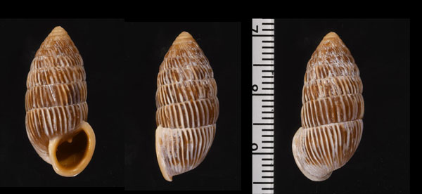 カシノミオオタワラ Cerion glans small