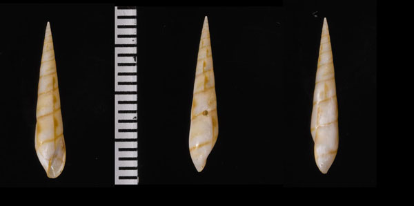 ツヤハナゴウナ 艶花寄居虫 Eulima lacca small