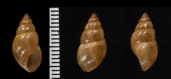 バハマウガタマイマイ(仮称) Bulimulus sepulcralis small