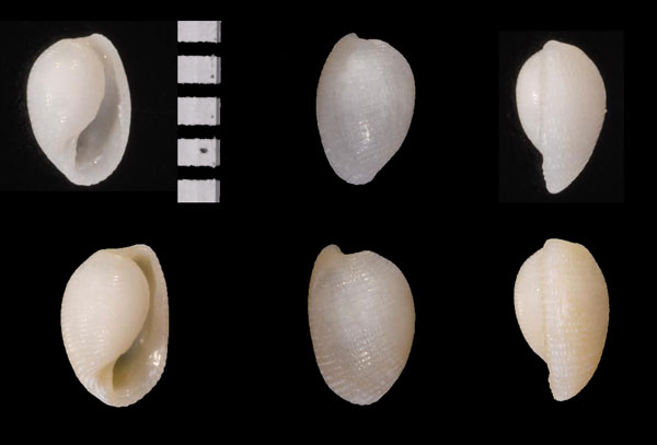 コキザミコダマガイ Mimatys punctulatus small