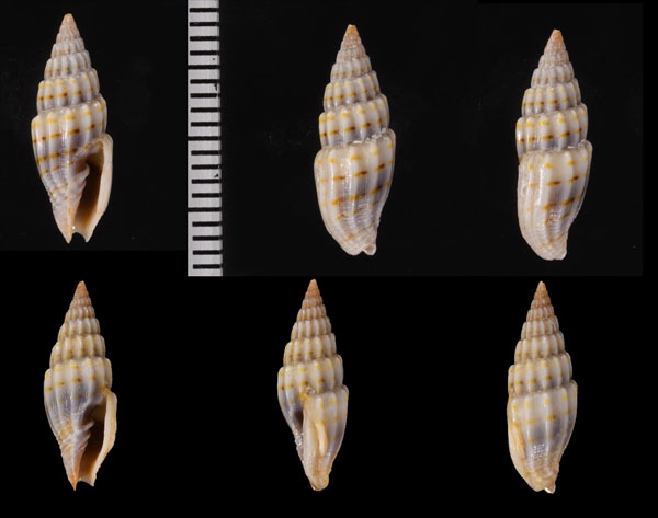 コンツクシ Vexillum intertaeniatum small