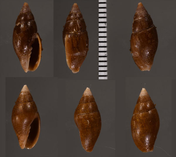 コカラスフデ Episcomitra cornicula small
